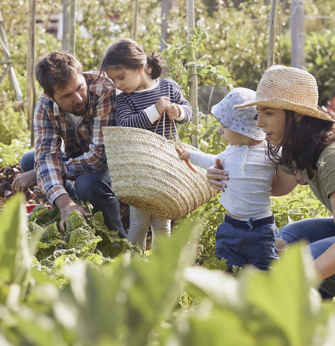 Family harvesting vegetables in garden